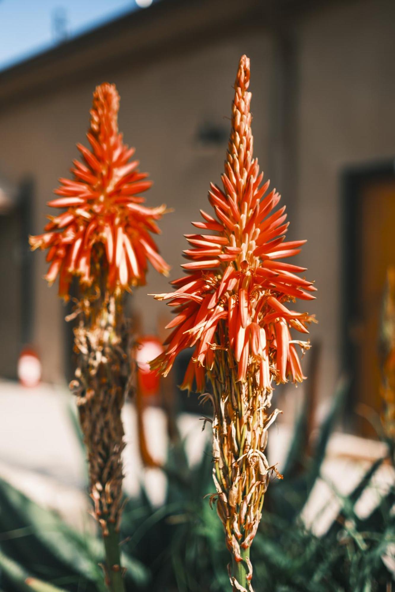 Solar Madariaga Hotel Vicuña エクステリア 写真